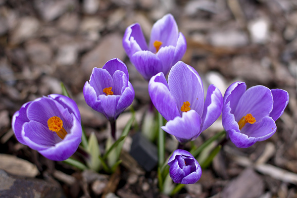 معرفی گیاهان - زعفران